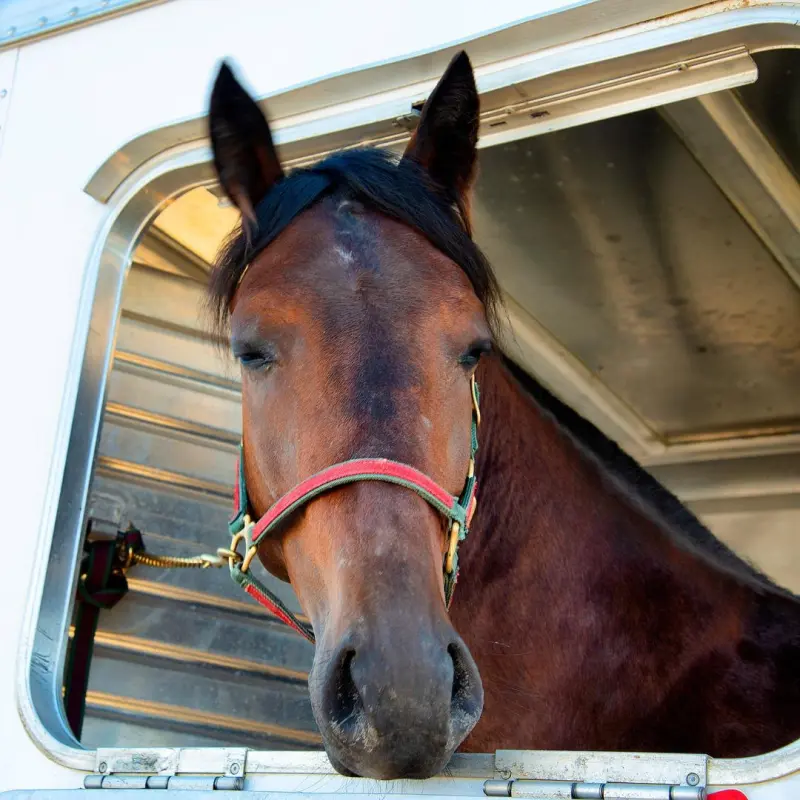 Remolque especializado para transporte seguro de caballos en México