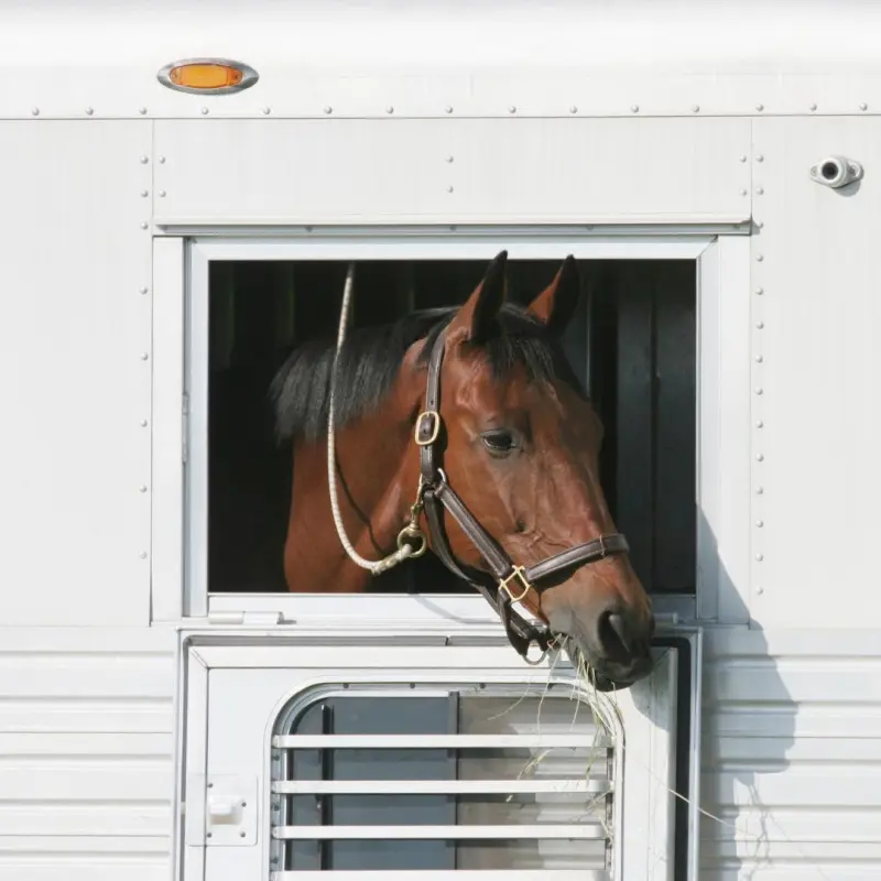 Caballo llegando sano y seguro a su destino con Horses2Go
