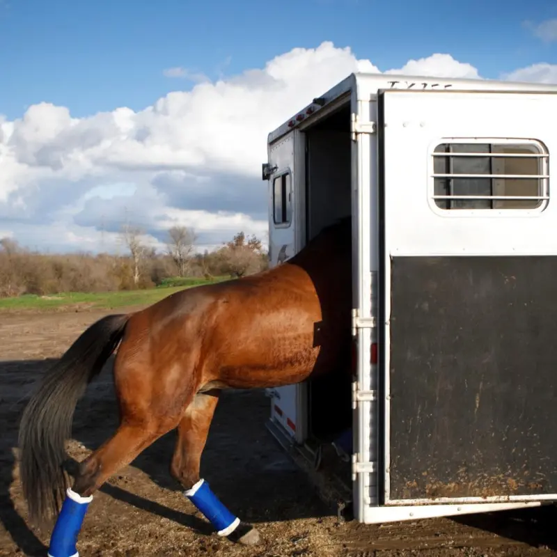 Seguimiento GPS del viaje de transporte equino en tiempo real